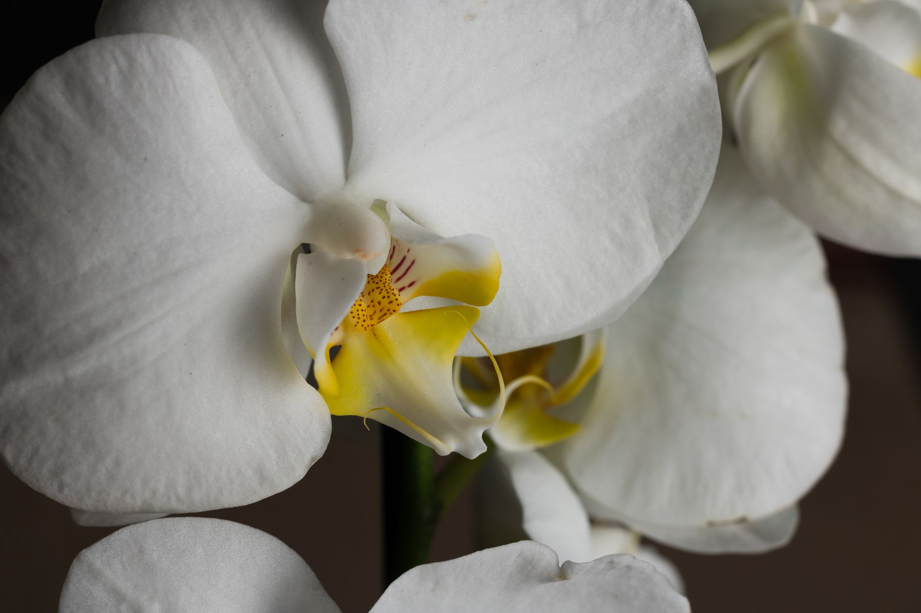 Close-up of white orchid blooms