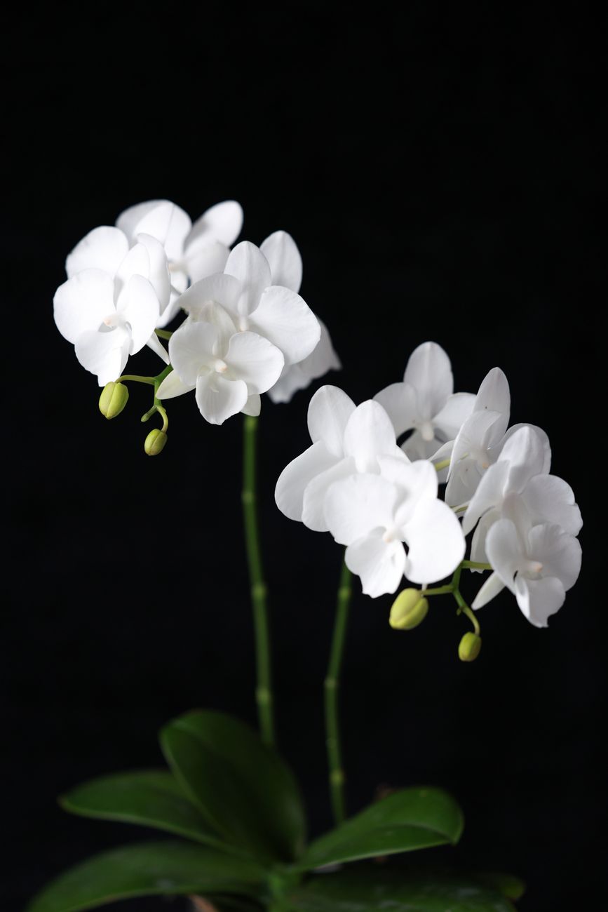 Elegant white Phalaenopsis orchid arrangement