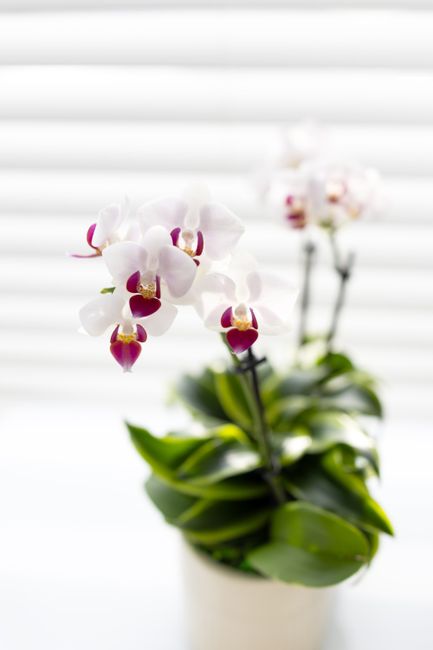 Phalaenopsis in Stone Ceramic