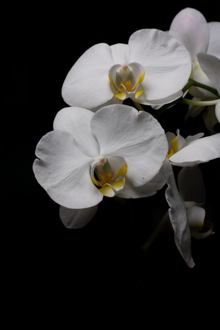 Double-Stem White Orchid
