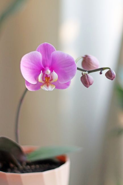Dendrobium Trio