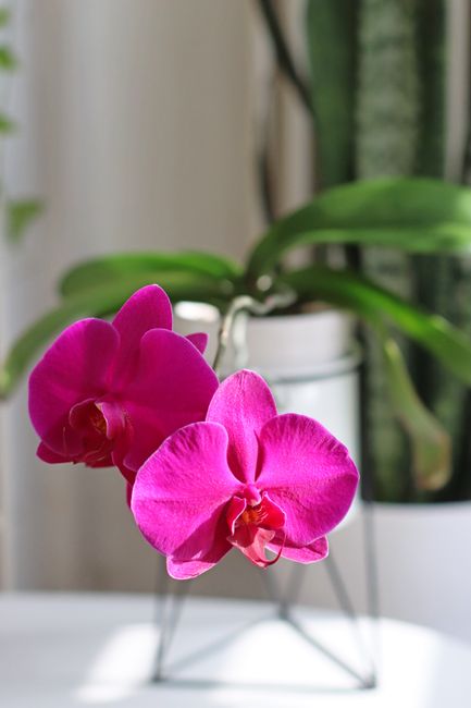 Petite Desk Orchid
